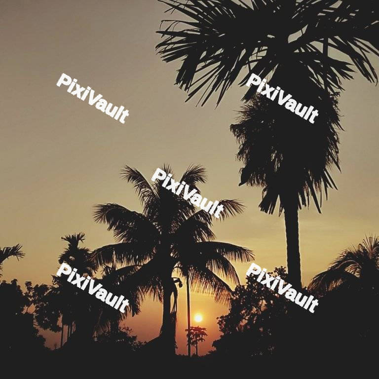 Palm trees with sunset